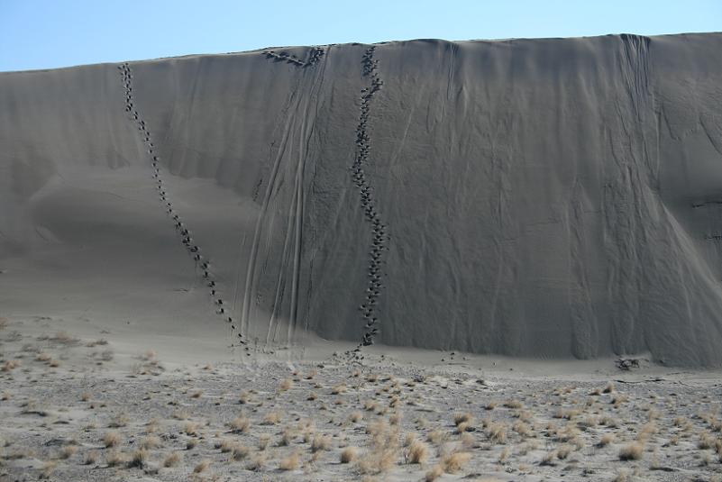 picture of footprints in the sand in bruneau dunes state park near bruneau idaho