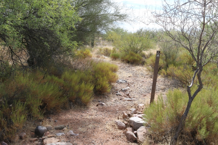 Camping at Cholla Campground - Arizona