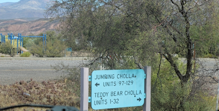 Camping at Cholla Campground - Arizona