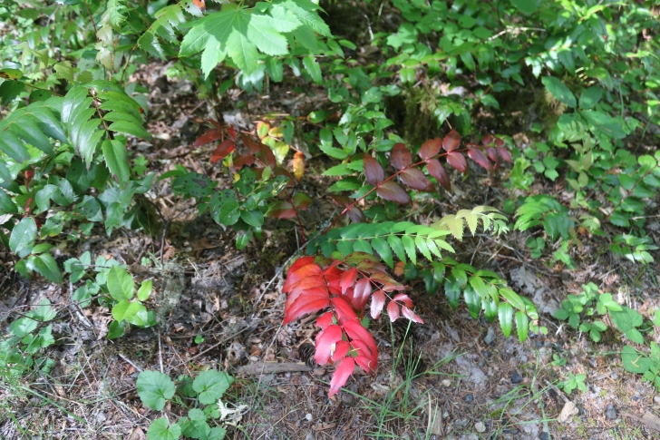 Trout Creek Campground on the South Santiam River