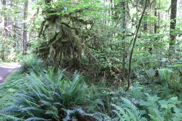 Trout Creek Campground on the South Santiam River