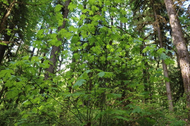 Trout Creek Campground on the South Santiam River