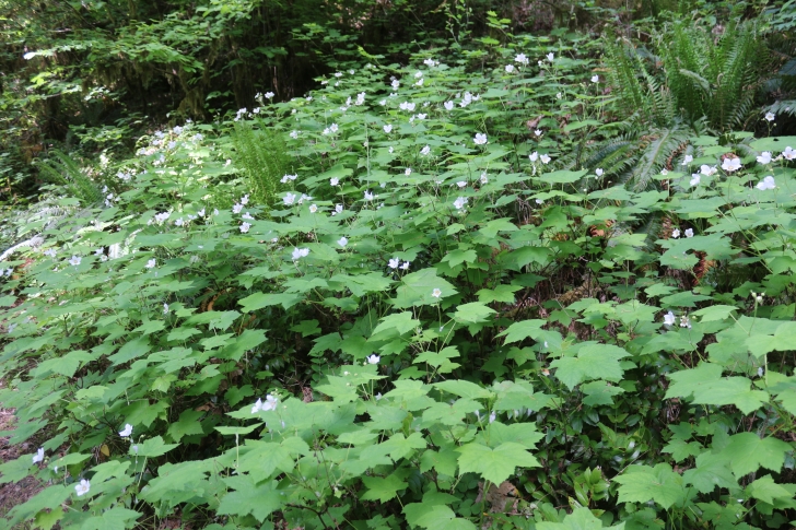 Trout Creek Campground on the South Santiam River
