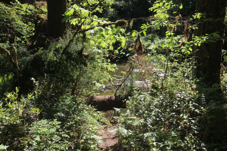 Trout Creek Campground on the South Santiam River