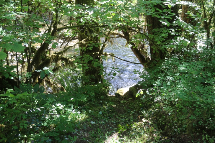 Trout Creek Campground on the South Santiam River