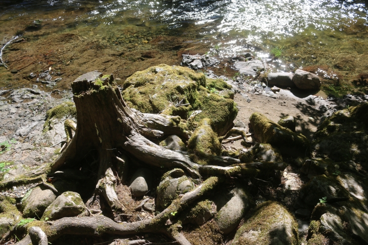 Trout Creek Campground on the South Santiam River