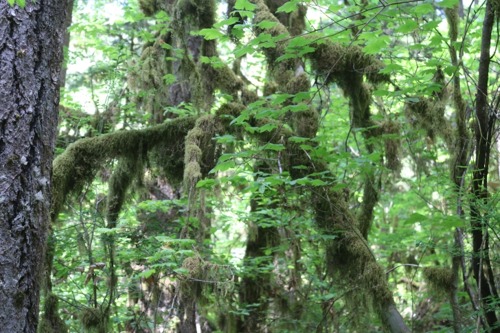 Trout Creek Campground on the South Santiam River
