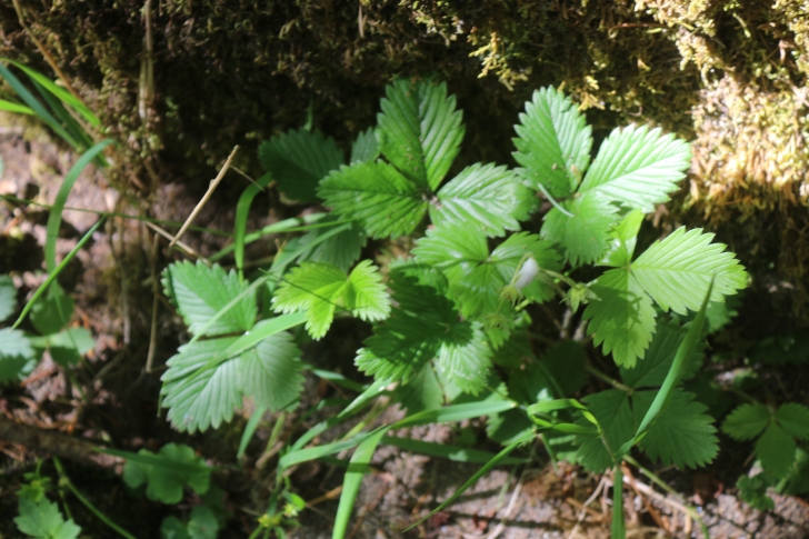 Trout Creek Campground on the South Santiam River