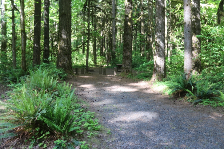 Trout Creek Campground on the South Santiam River