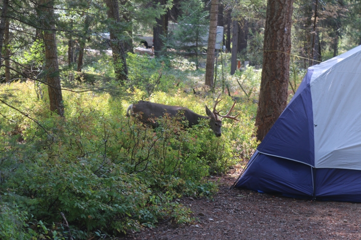 A guide to camping at Ponderosa State Park in Idaho