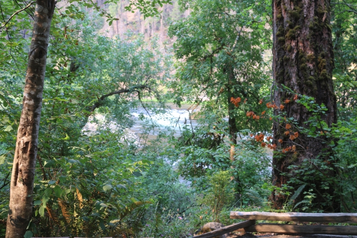 A guide to camping at Susan Creek Recreation Site on the beautiful North Umpqua River.