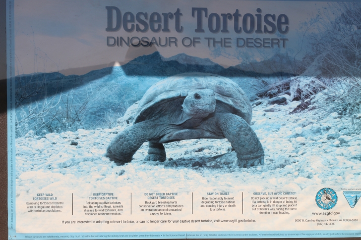 Camping at Painted Rock Campground and Petroglyph site.