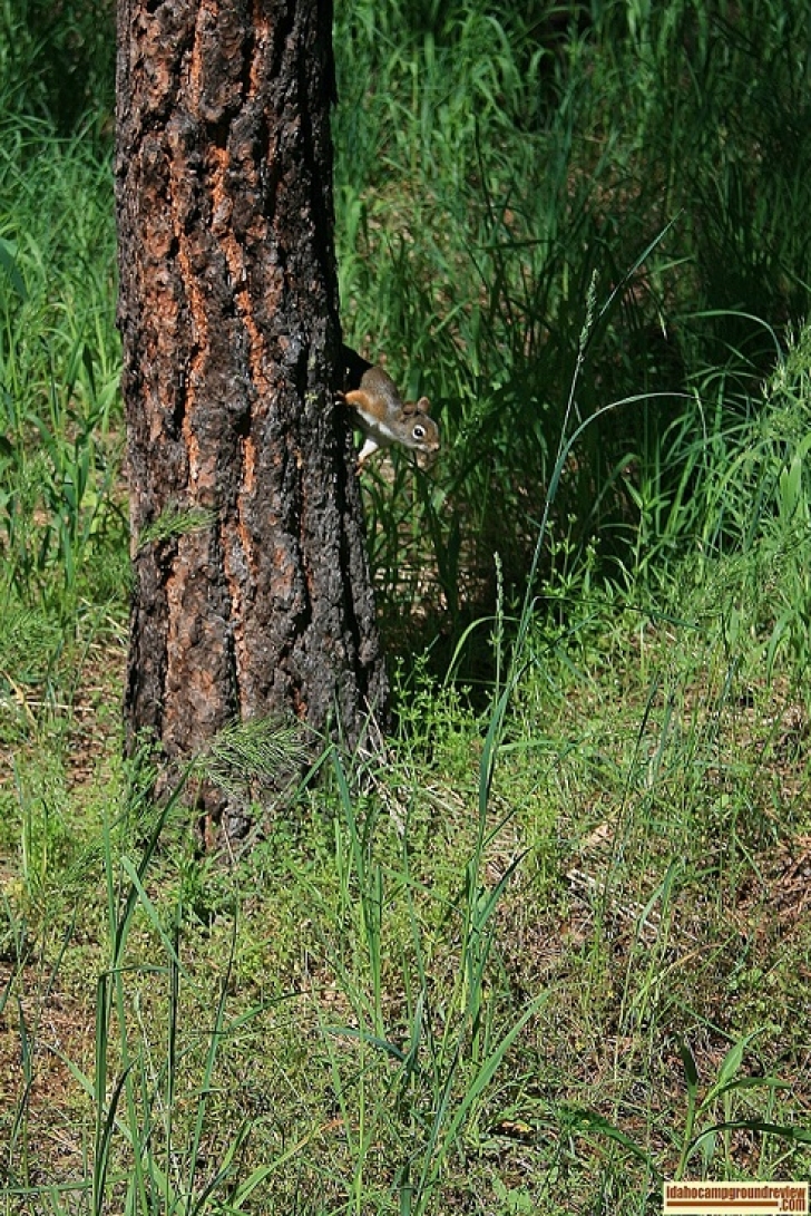 We had a squirrel visiting us as we wondered about Abbot Campground.