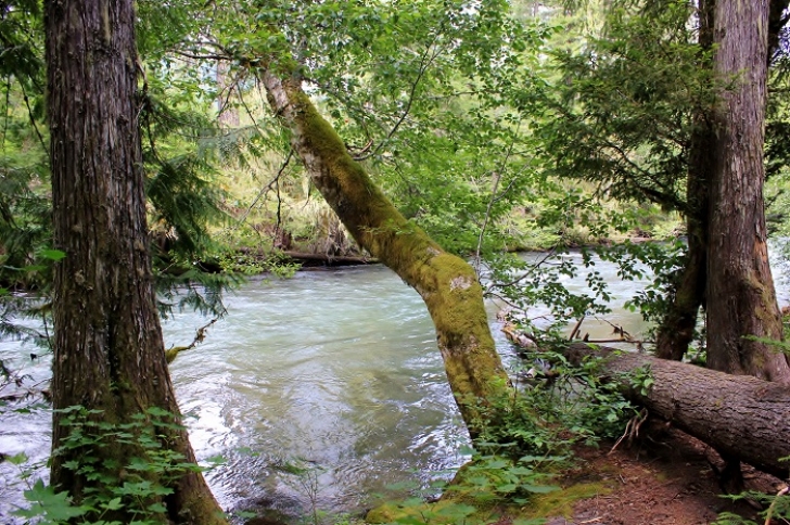 Camping in Washingtons Adams Fork Campground - Cispus River