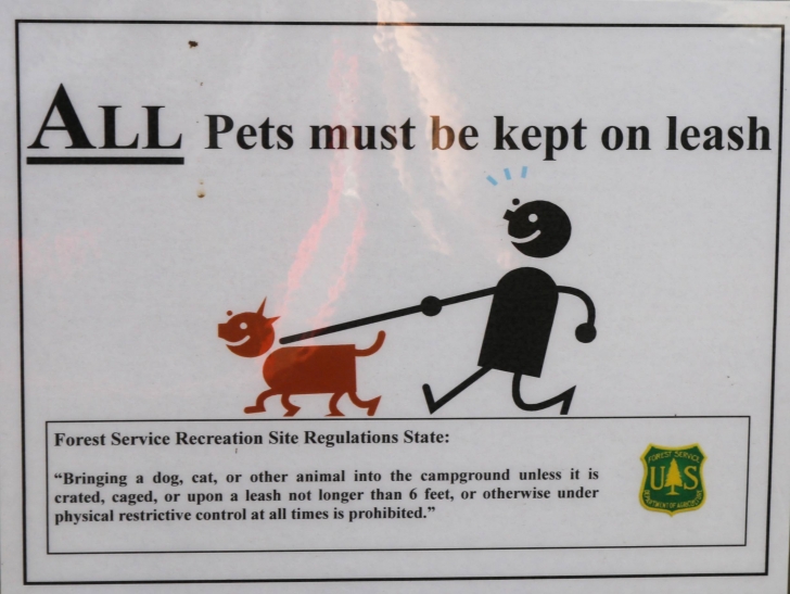 Camping in Antelope campground on Sagehen Reservoir.