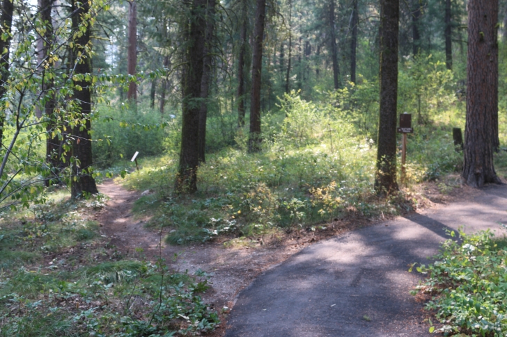 A guide to camping in Baumgartner Campground near Featherville Idaho