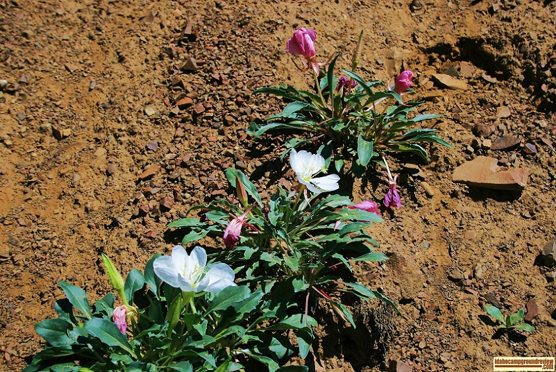 This is a Bitterroot Flower which grows on the dry hills around Bayhorse Recreation Site.