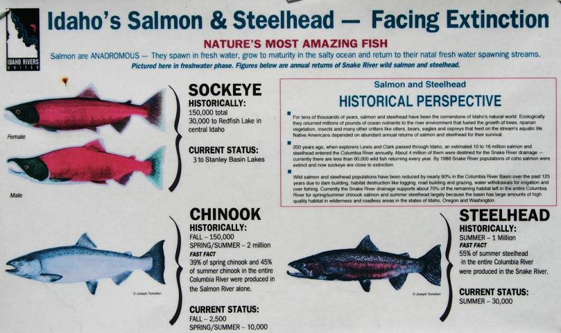Salmon info