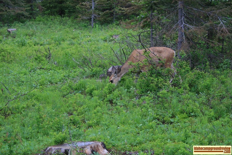 Cold Springs Campground near Lost Lake