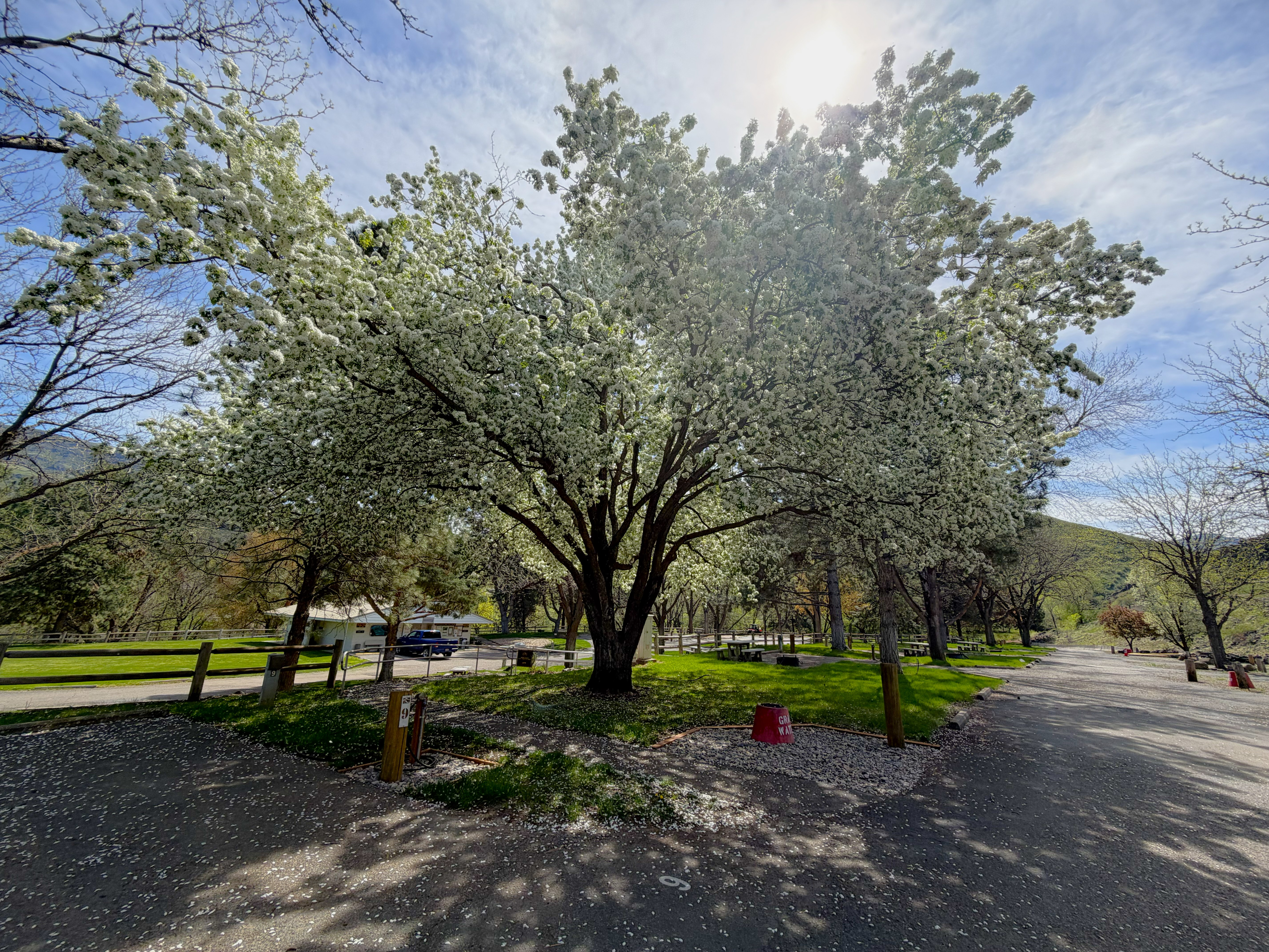 Cove Recreation Site - Campsites