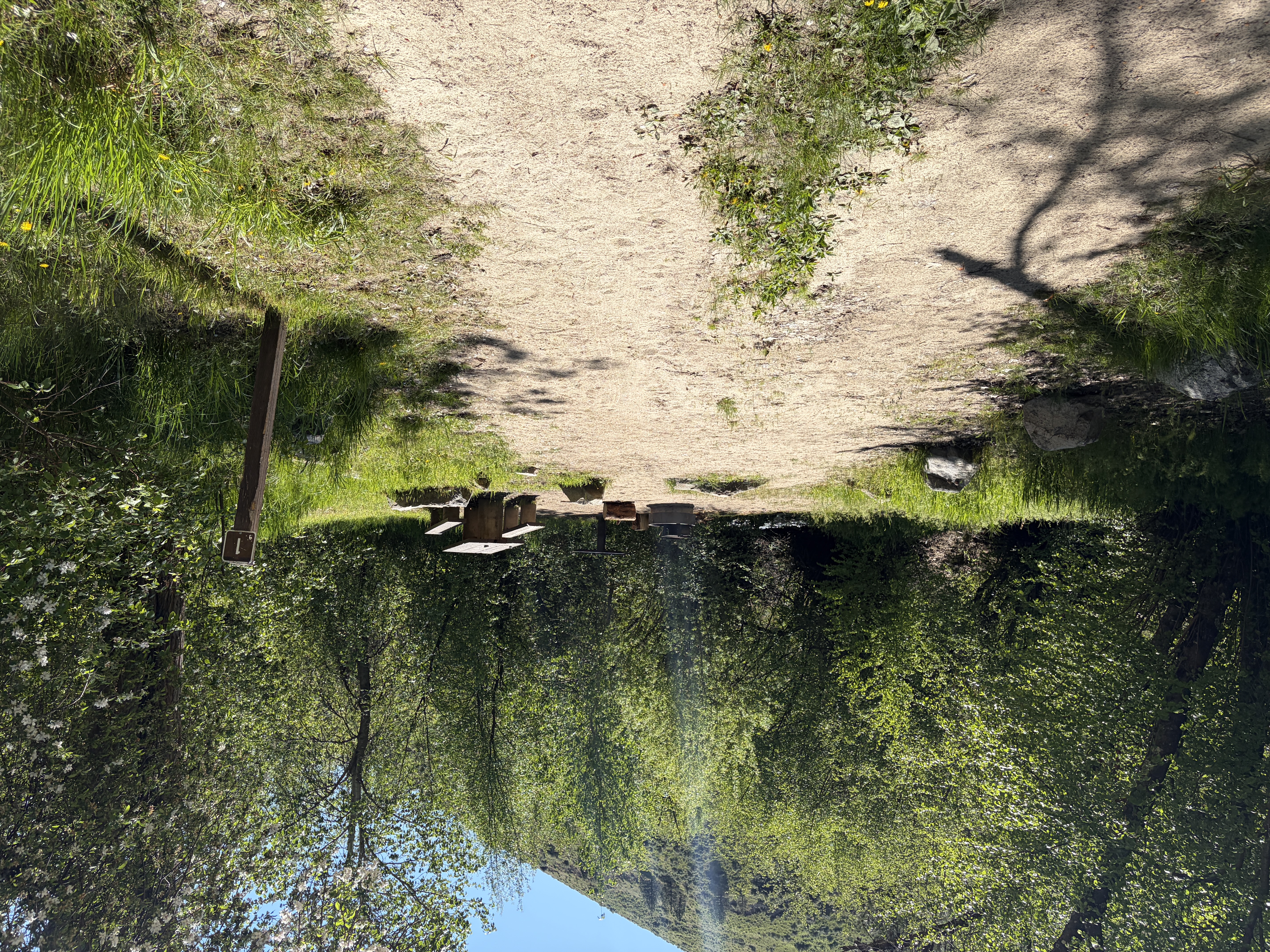 View of Camping site 1 in Cottonwood Forest Camp.