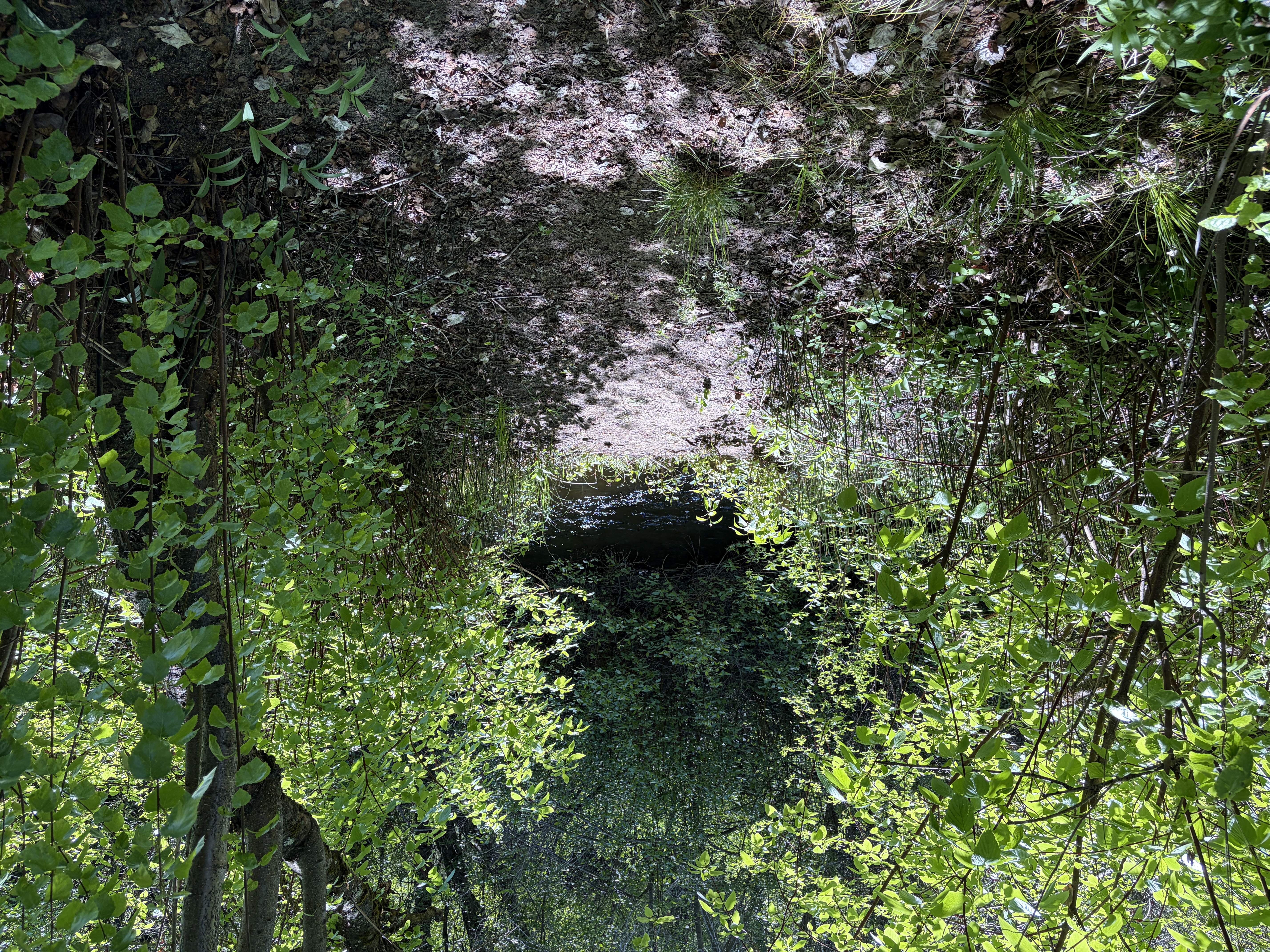 Cottonwood Forest Camp - Creek
