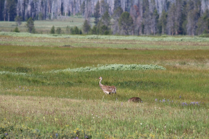 Camping at Deer Flat Campground in Idaho