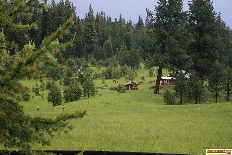 Elk graze on this meadow not far from Ditch Creek Campground