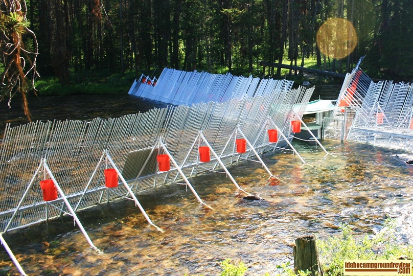 Fish counting station in  the Salmon River at Fir Creek Campground.