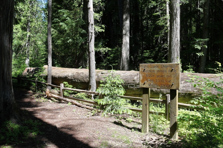 A picture of the sign and the "Giant White Pine" at Giant White Pine Campground.