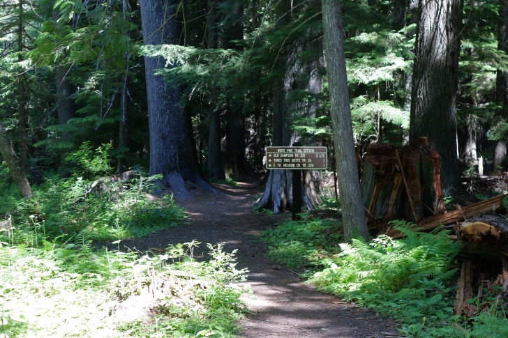 A picture of the trailhead for trail 228 at Giant White Pine Campground.