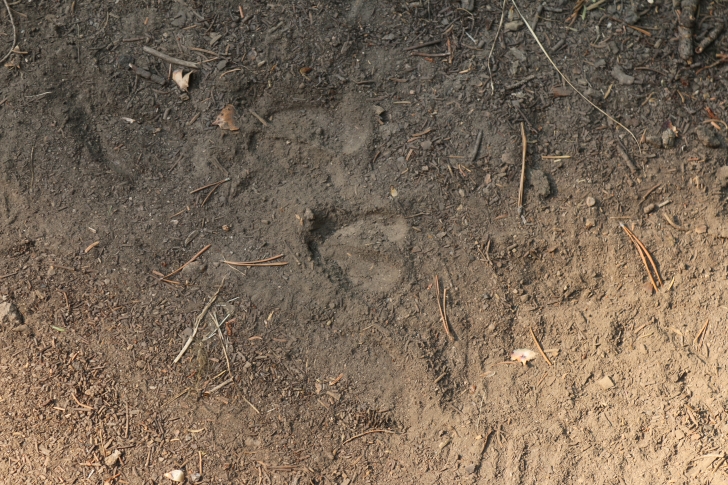 A guide to camping Grouse Campground on Goose Lake in Idaho