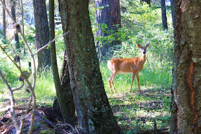 We made a friend along the way.