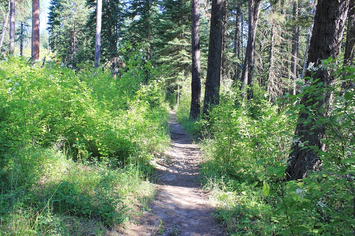 The trail starts out very easy.