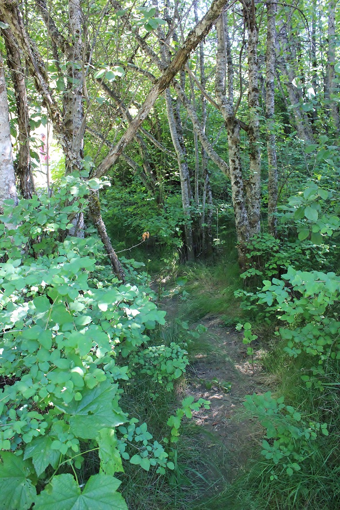 Huckleberry Campground on the St Joe River in northern Idaho.