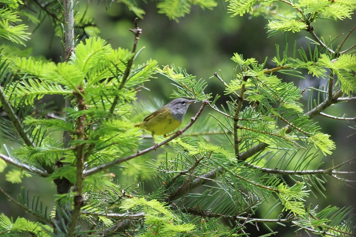 We found these animals at Lake Fork Campground.