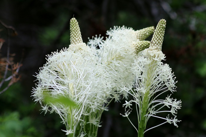 Lake Fork Campground - Bear Grass blooms.