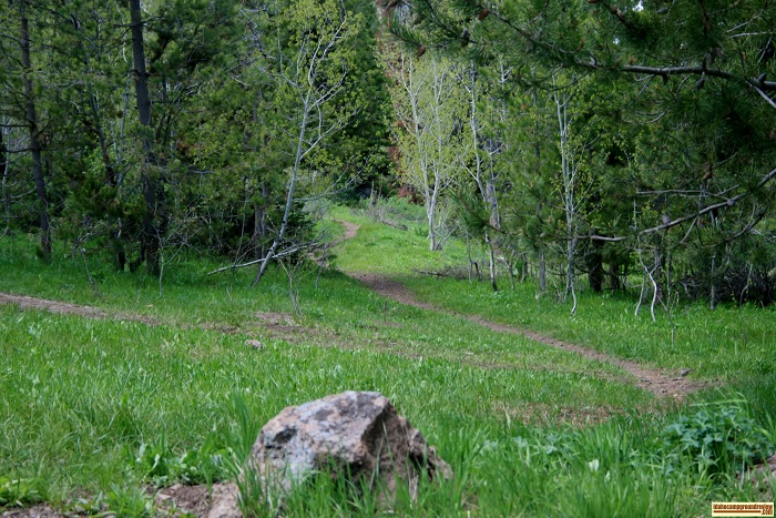 This is one trail leading away from Lower Penstemon Campground.