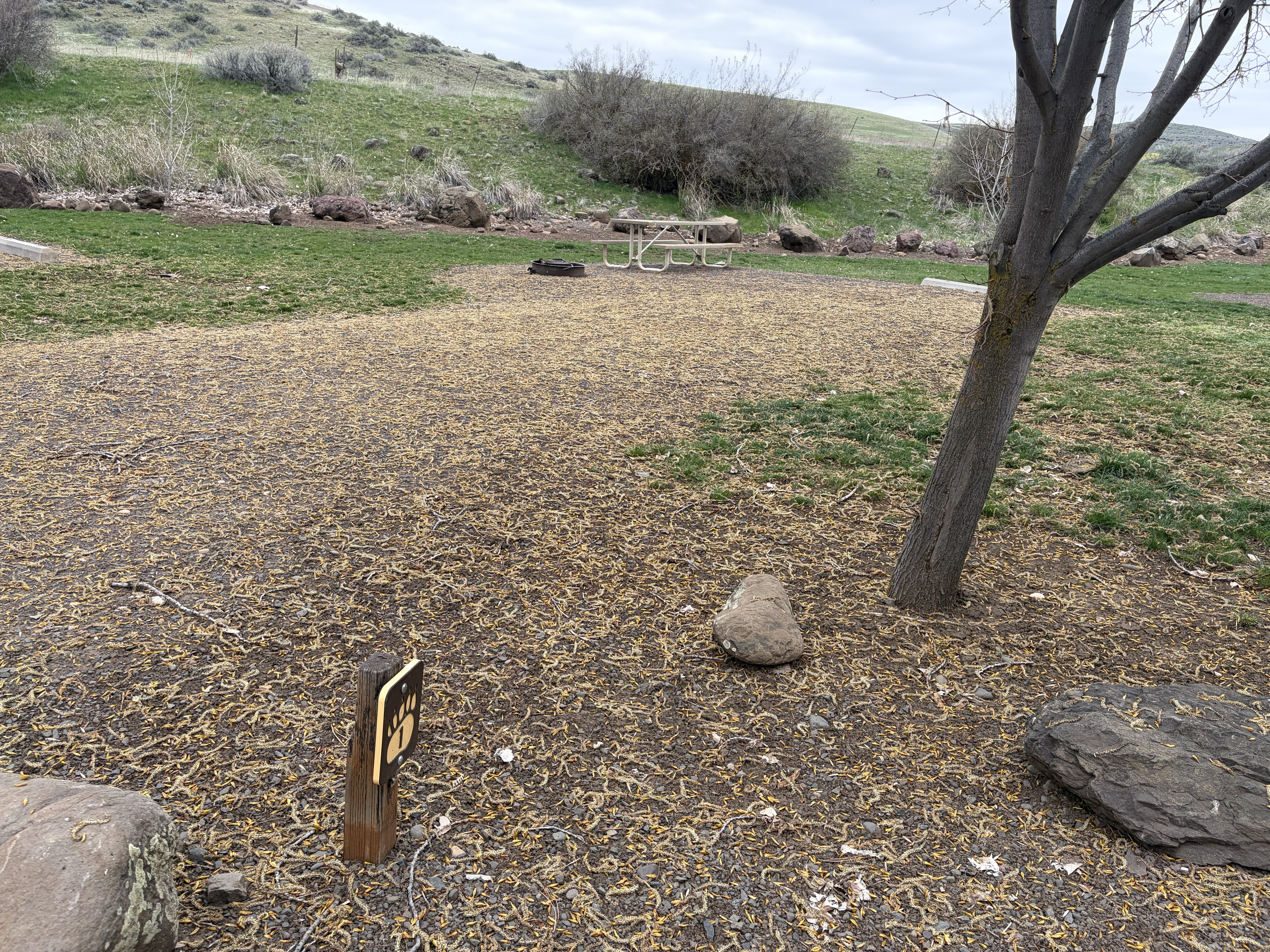 Mann Creek Campground - Campsites