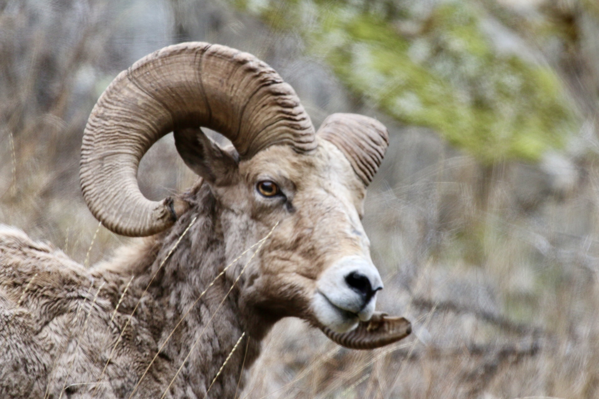 McCormick Park Recreation