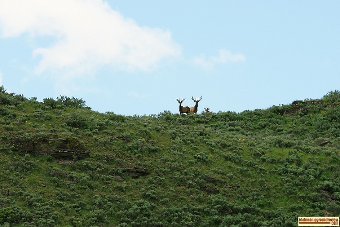 I found these elk only a few miles from Mormon reservoir.