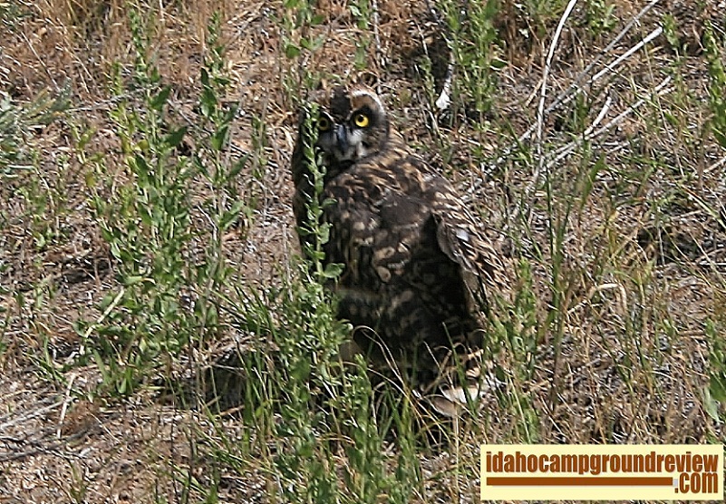 We saw this owl near Myrtle Point Campground on the Magic Reservoir.