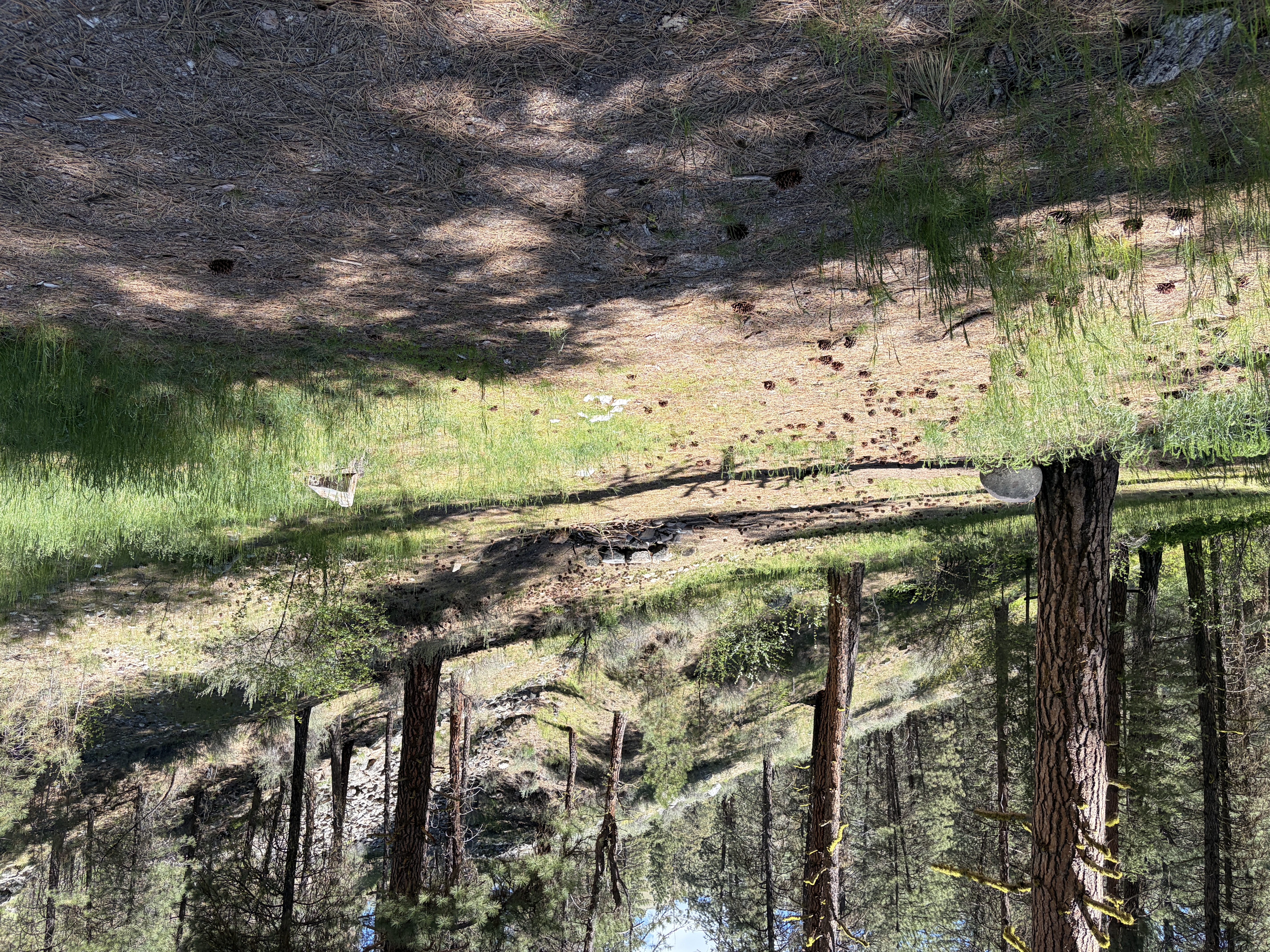 Neimeyer Forest Camp - Campsites
