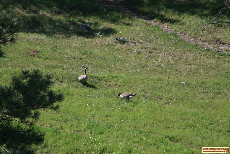 neinmeyer forest camp geese