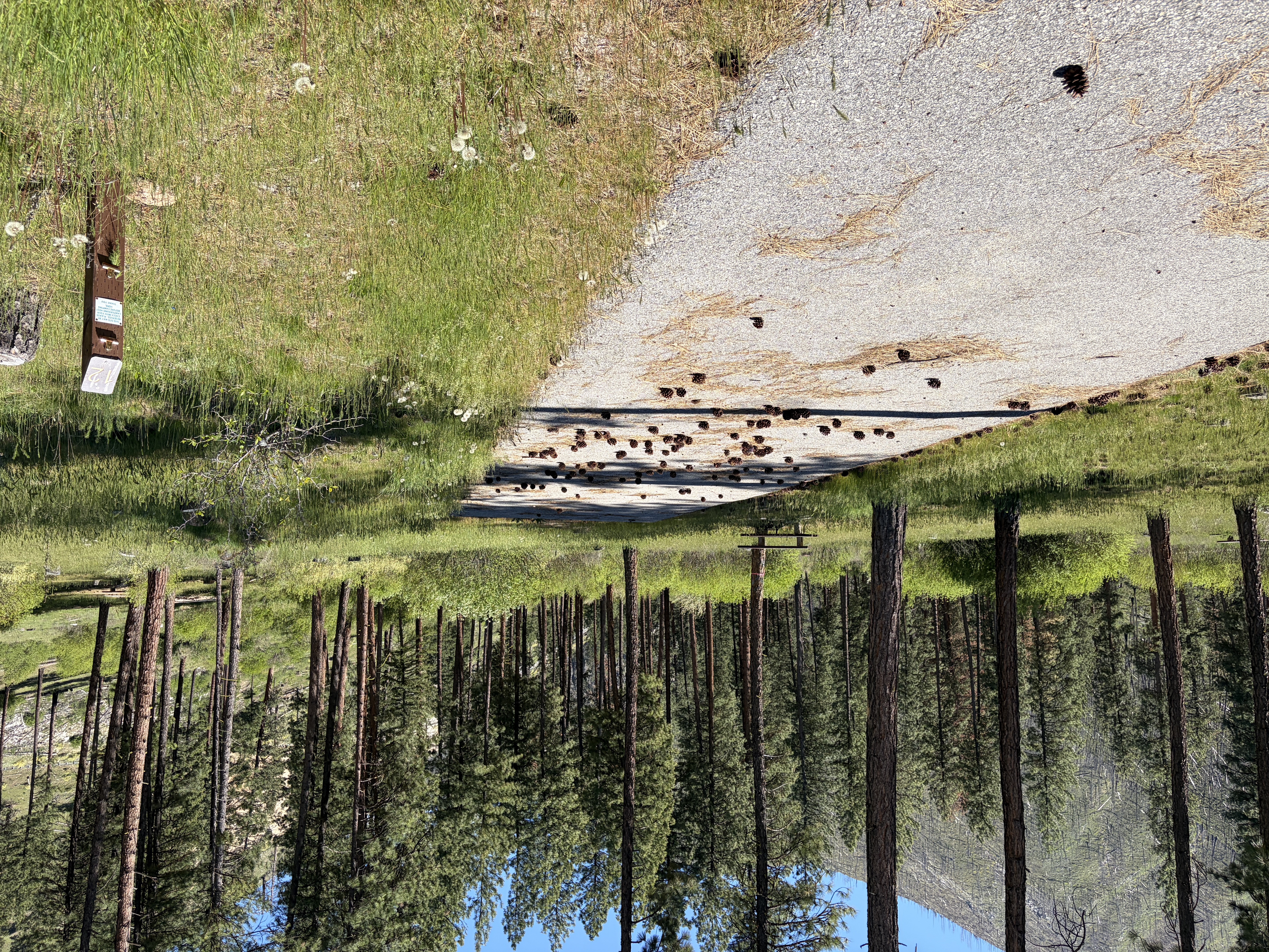 Pine Flats Campground - Campsites