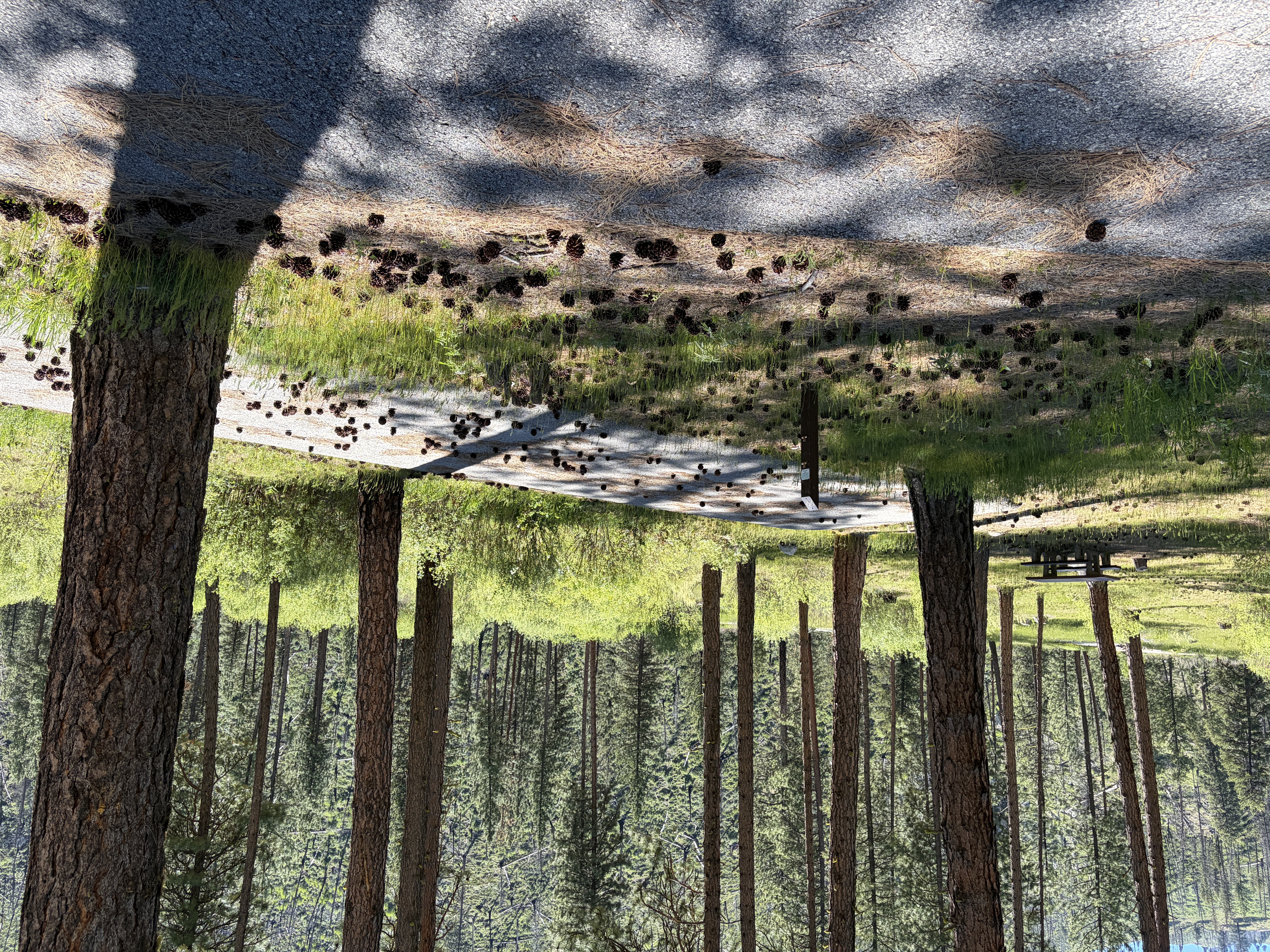 Pine Flats Campground - Campsites