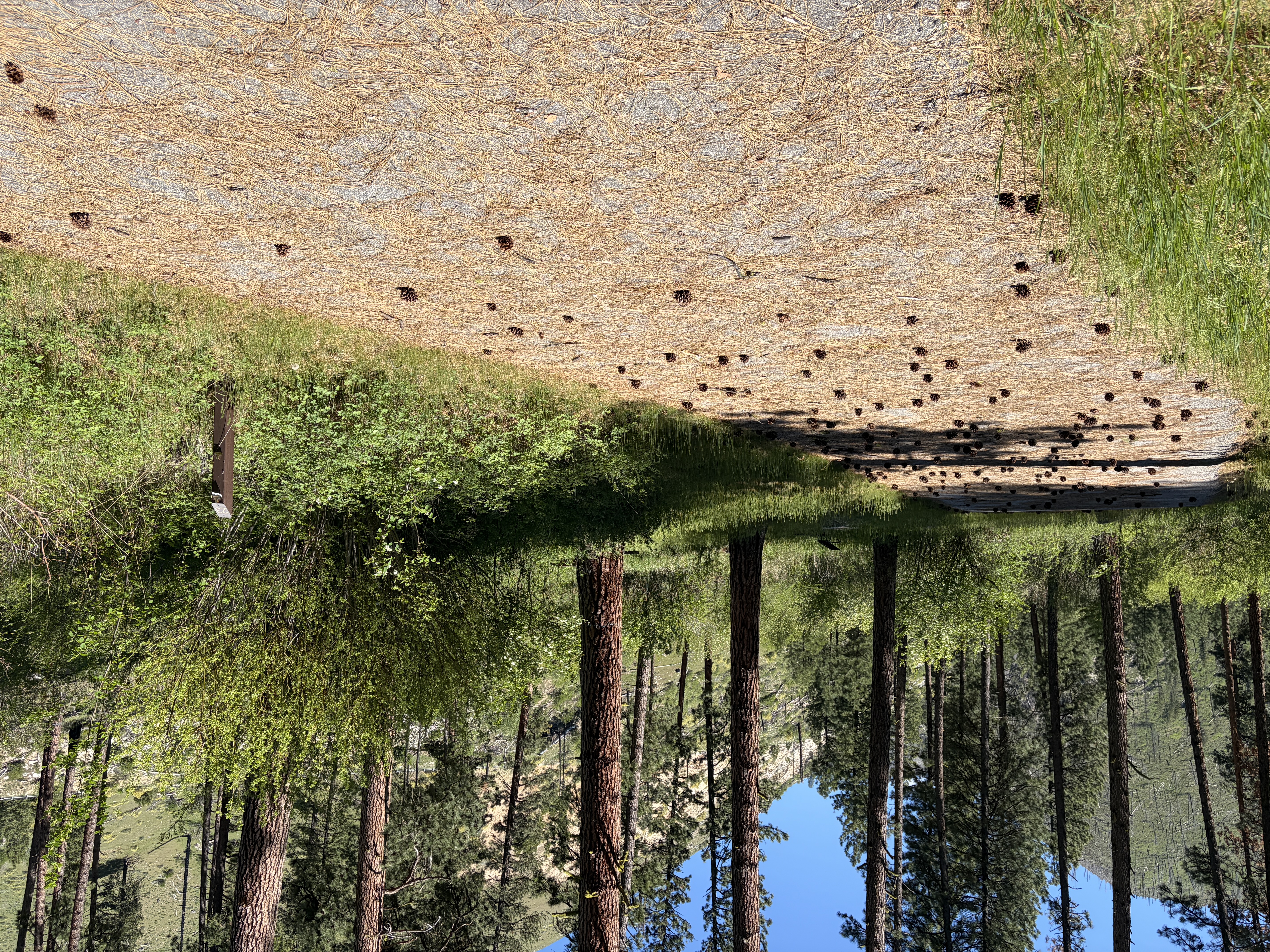 Pine Flats Campground - Campsites