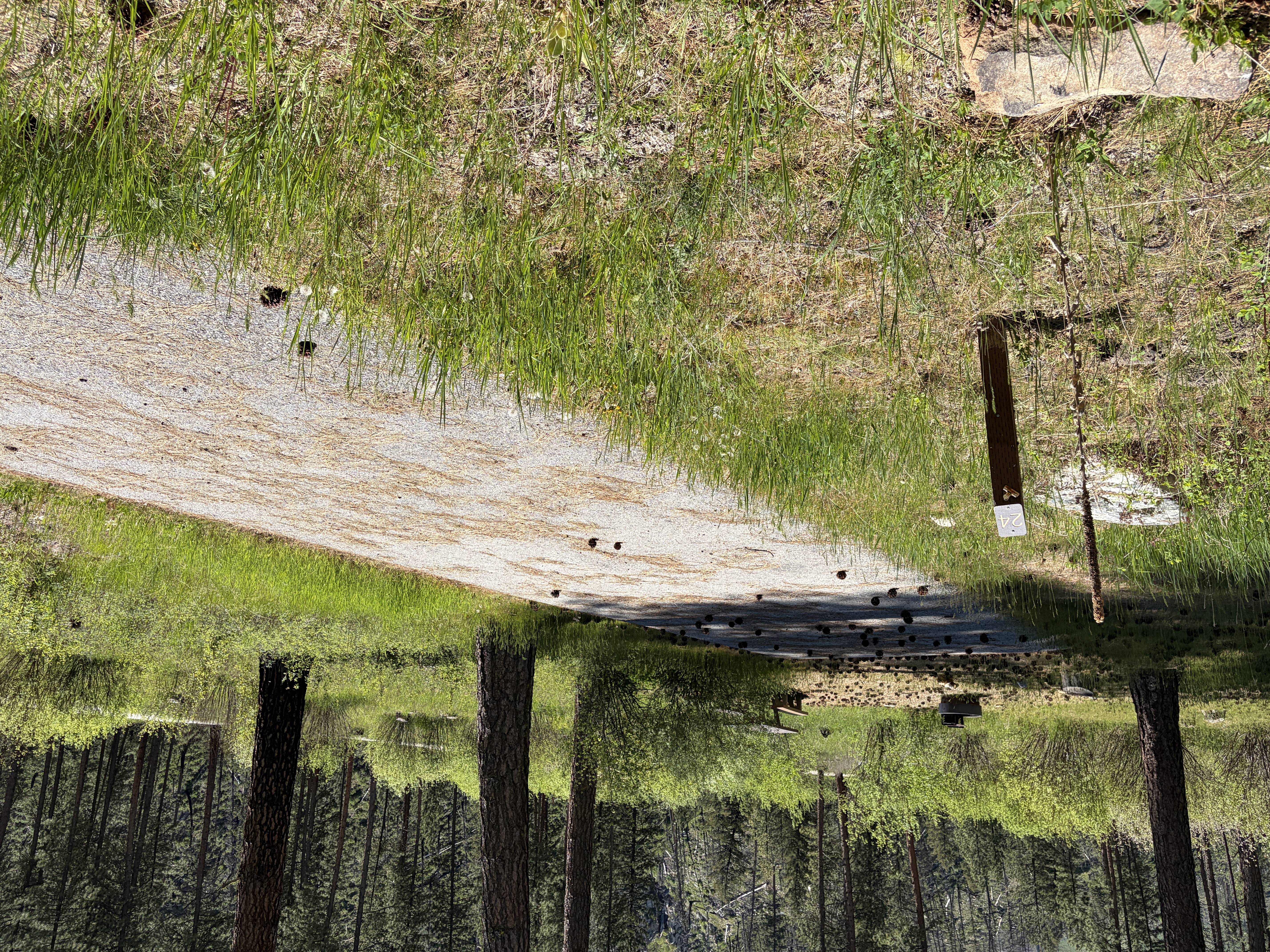 Pine Flats Campground - Campsites