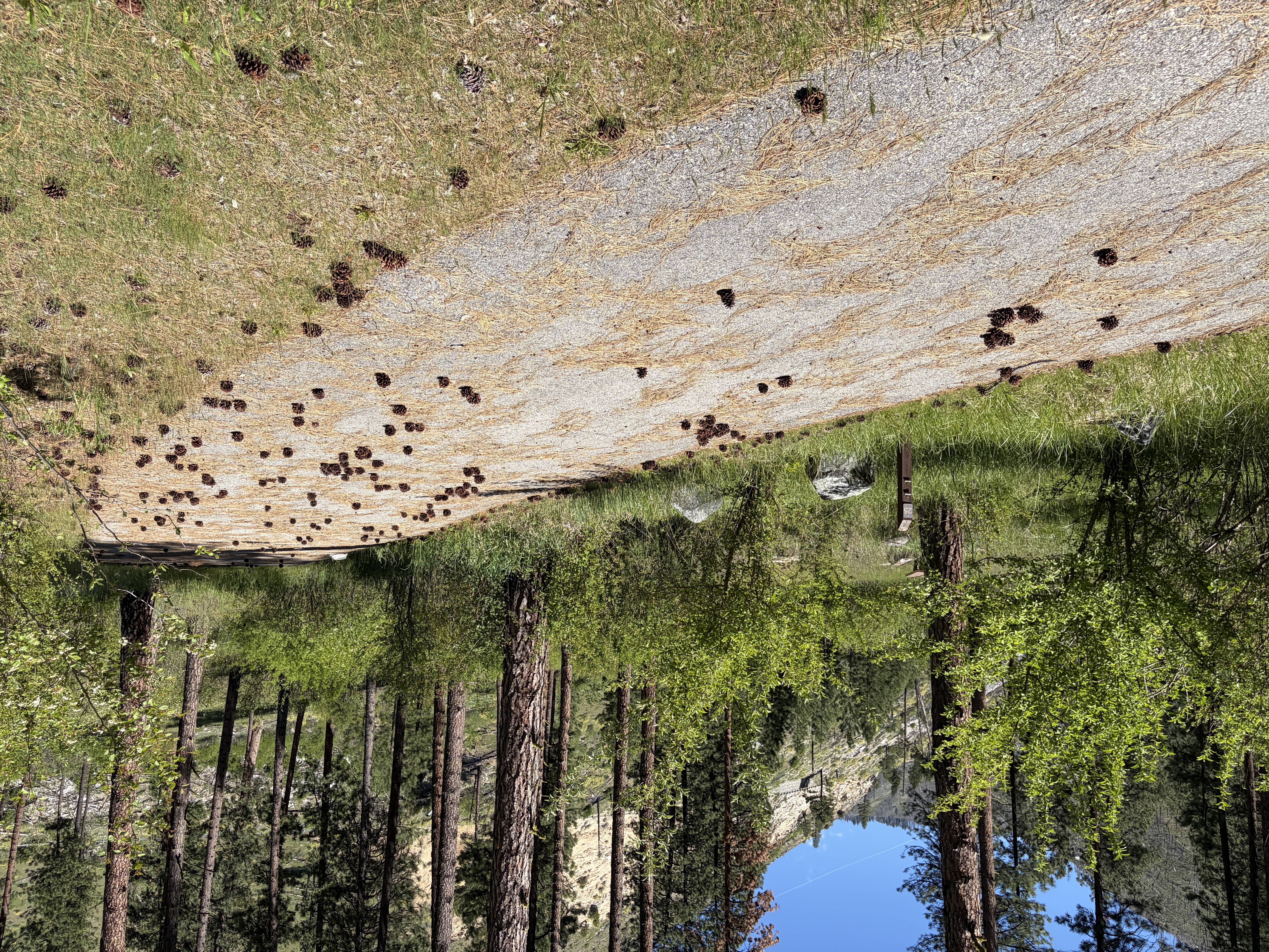 Pine Flats Campground - Campsites