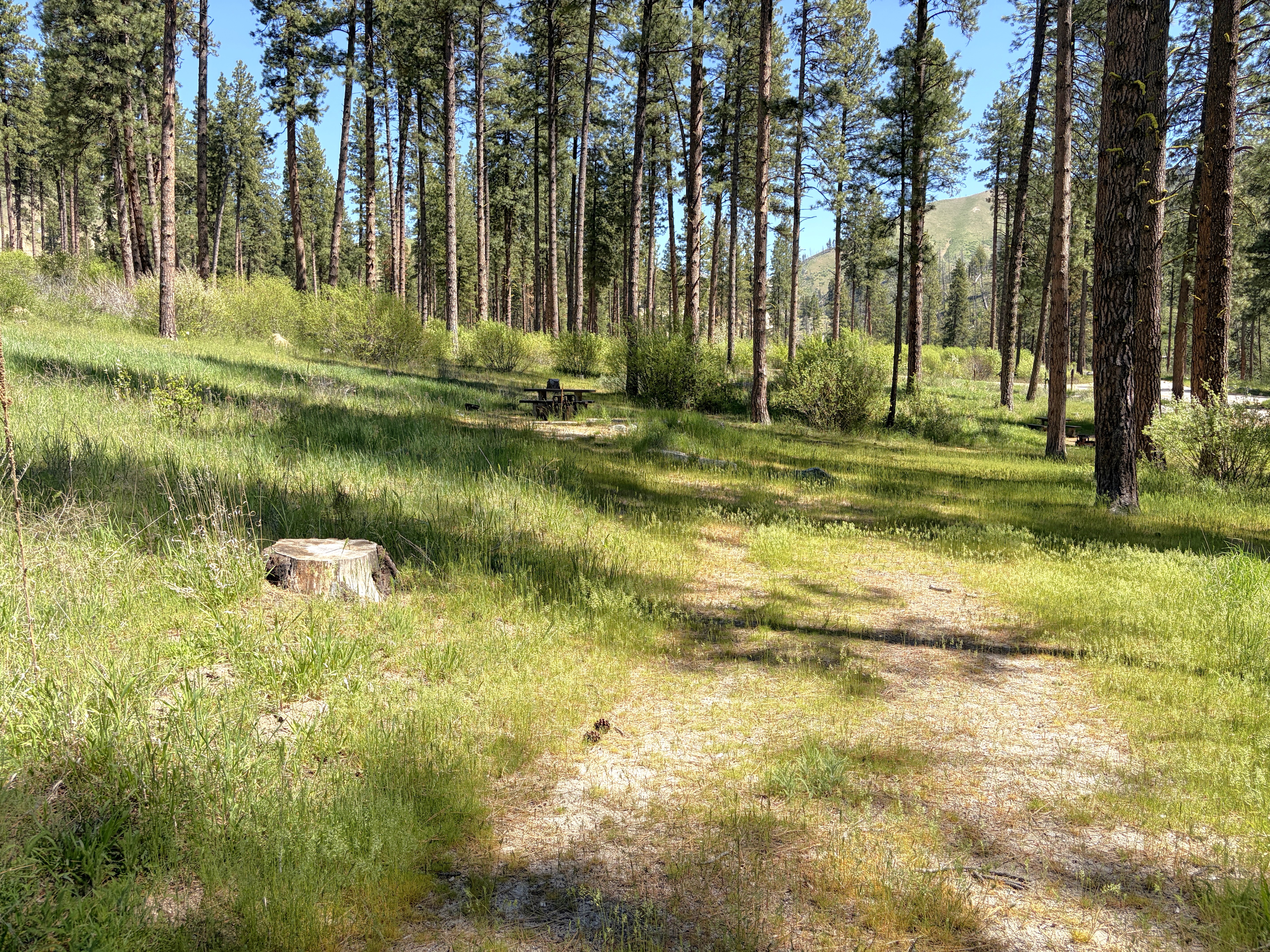 Pine Flats Campground - Campsites